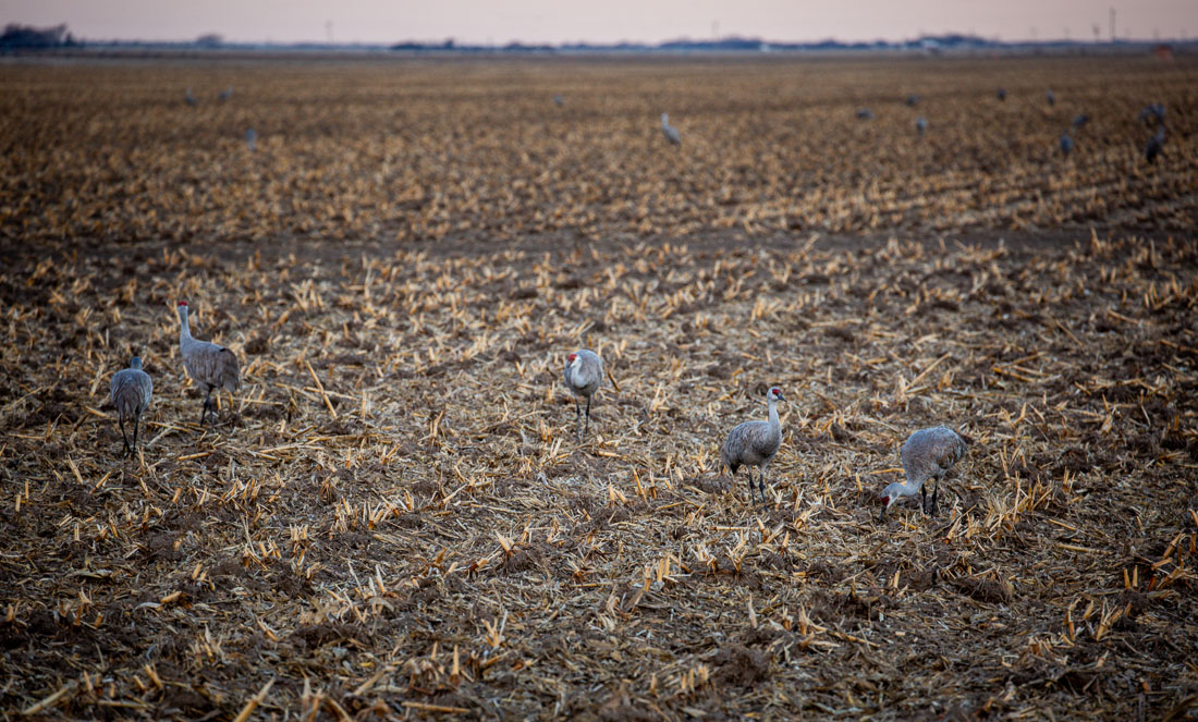 Sandhill Cranes Kearney Nebraska in field