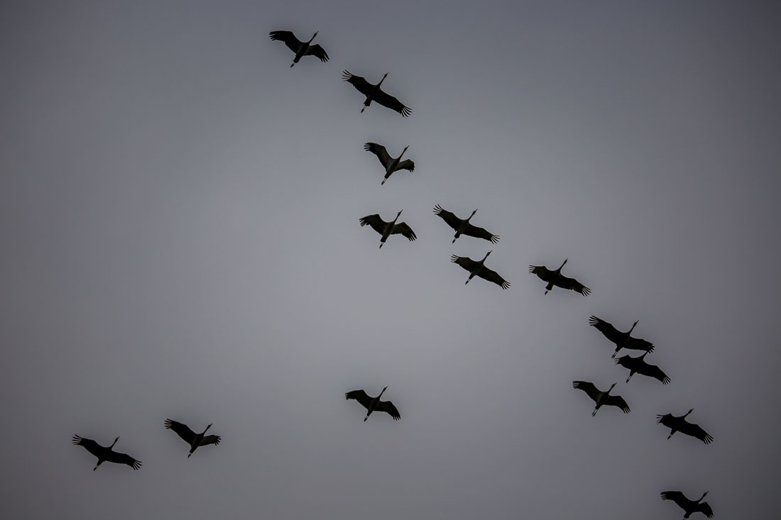 Where to see Sandhill Crane migration Kearney Nebraska