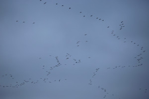 Sandhill cranes on the Platte River flocks