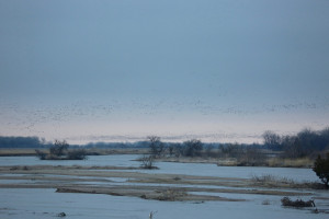 Sandhill cranes on the Platte River landing sunset