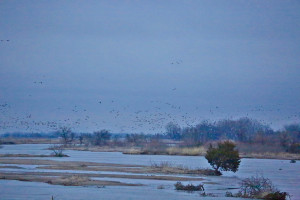 Sandhill cranes on the Platte River landing massing