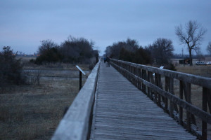 Sandhill cranes on the Platte River landing empty bridge