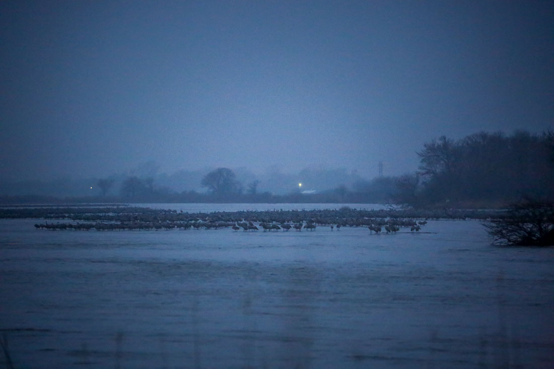 Sandhill Cranes Kearney Nebraska