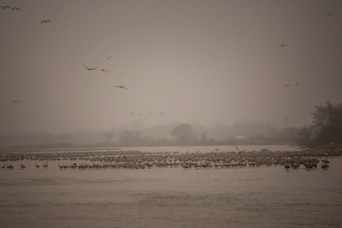 Sandhill Cranes Kearney Nebraska morning