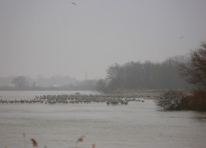 Sandhill cranes on the Platte River resting