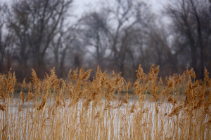 Sandhill cranes on the Platte River reeds