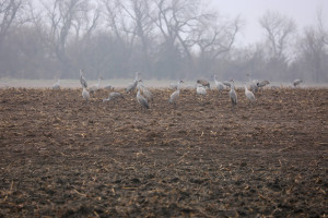 Sandhill cranes on the Platte River feeding closeup