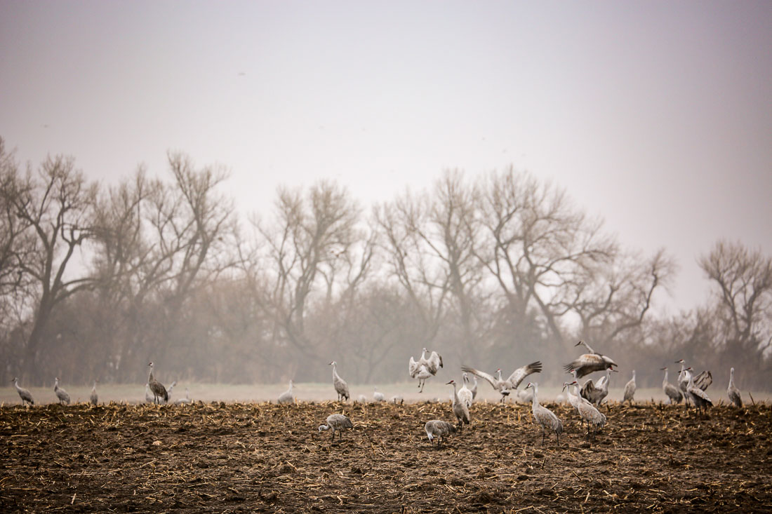 Sandhill Cranes in field Kearney Nebraska