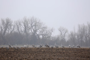 Sandhill cranes on the Platte River feeding in fields