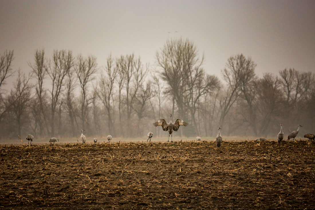 Sandhill Cranes inn fields Kearney NE