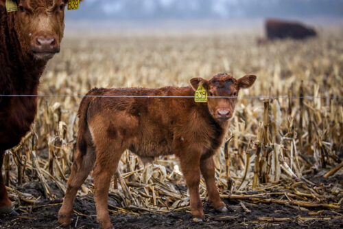 Spring calf Kearney Nebraska