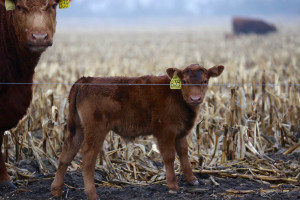 calf