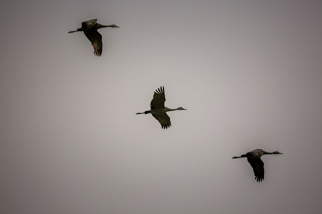 Sandhill Cranes