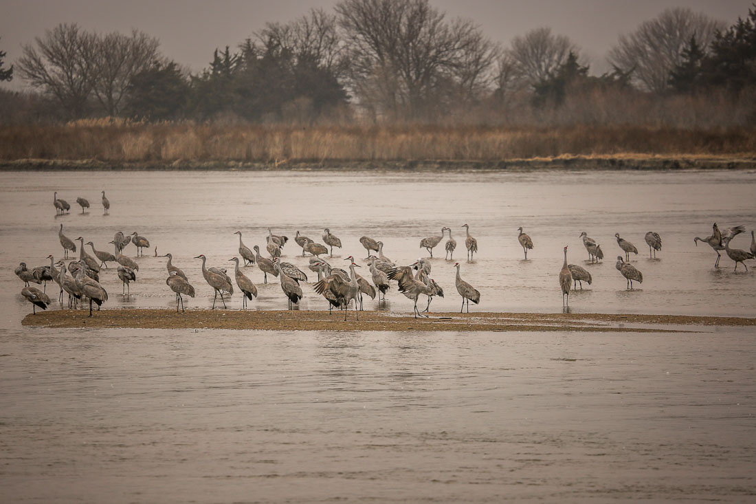 Sandhill cranes from Rowe viewing station 