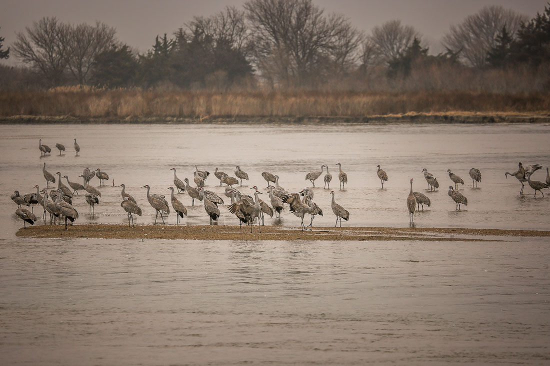 Sandhill Cranes Kearney NE in Platte River