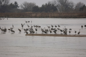 Sandhill cranes on the Platte River closeup