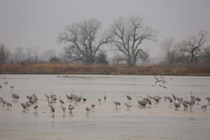 Sandhill cranes on the Platte River blinds view