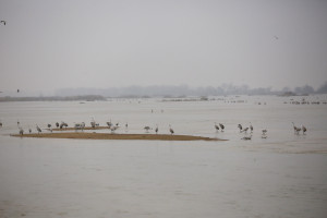 Sandhill cranes on the Platte River Audubon blinds