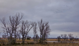 Sandhill cranes on the Platte River sunset landing