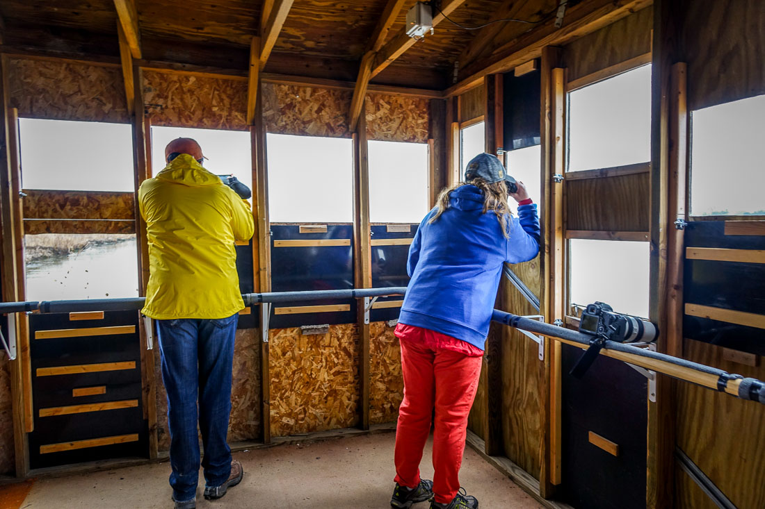 Audubon blinds Sandhill cranes on the Platte River