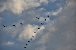 Sandhill cranes on the Platte River formation