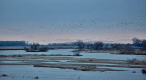 Sandhill cranes on the Platte River landing