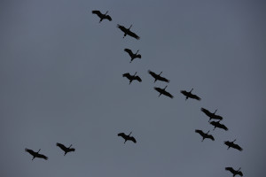 Sandhill cranes on the Platte River closeup