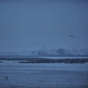 Sandhill cranes on the Platte River before dawn