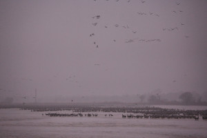 Sandhill cranes on the Platte River first light