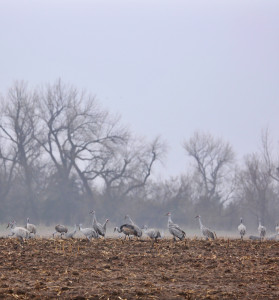 sandhill cranes feeding