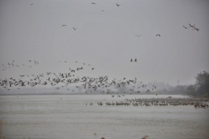 Sandhill cranes on the Platte River takeoff