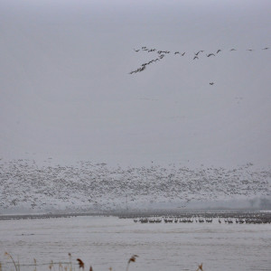 Sandhill cranes on the Platte River flocking