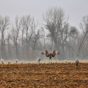 Sandhill cranes on the Platte River dance