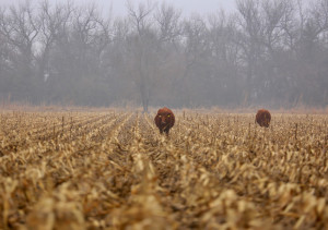 Cows along the Platte