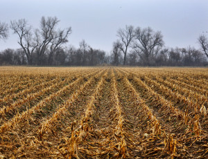 Platte River fields