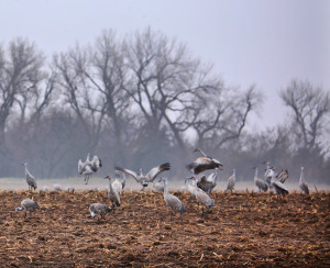 Sandhill cranes on the Platte River feeding frenzy