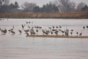 Sandhill cranes on the Platte River closeup