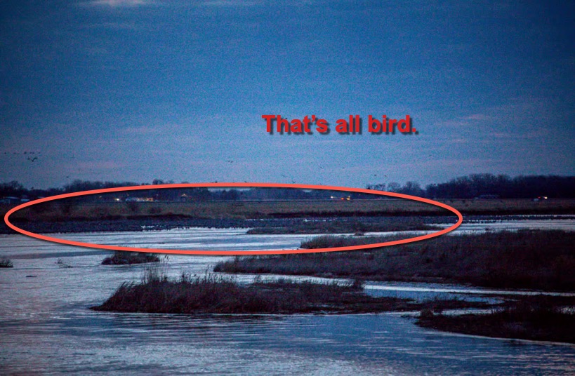 sandhill cranes in platte river