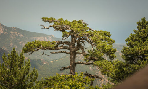 Aiguilles de Bavella old pine tree