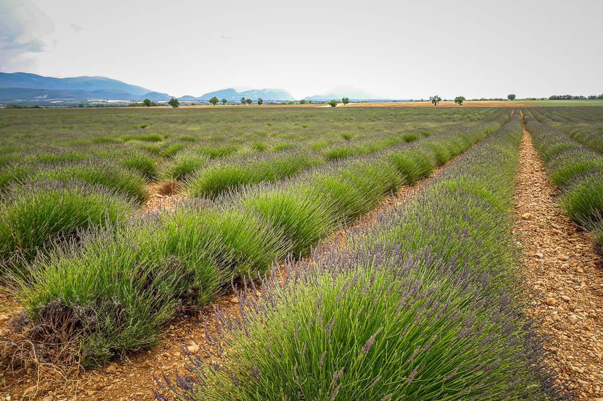 Valensole lavender fields