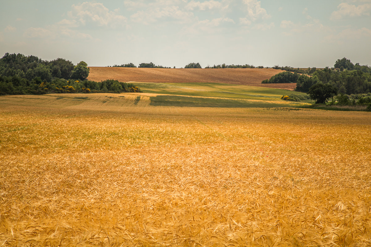 fields near Moustiers-Sainte-Marie