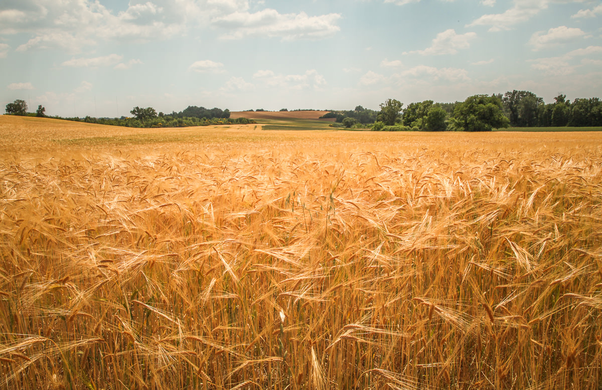 wheat near Moustiers-Sainte-Marie