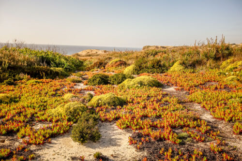 Areias do Seixo sea shrubbery