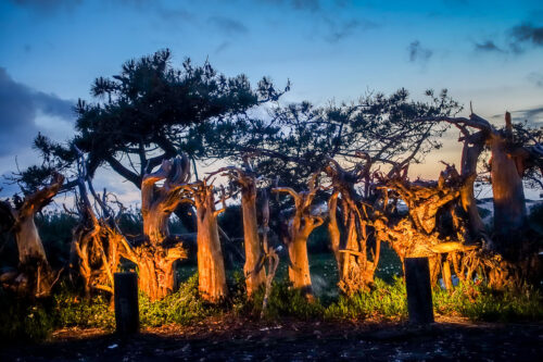 trees at dusk Areias do Seixo