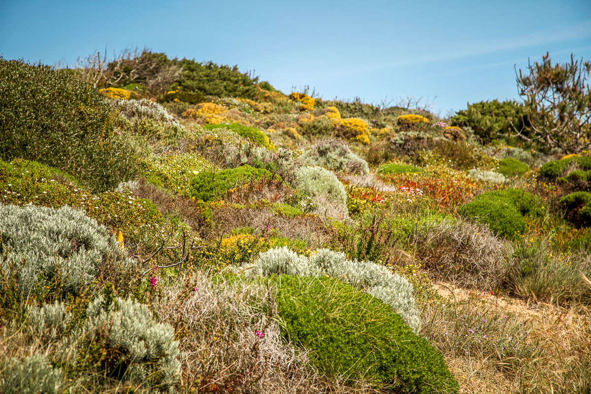 Praia Amoreira plants and flowers