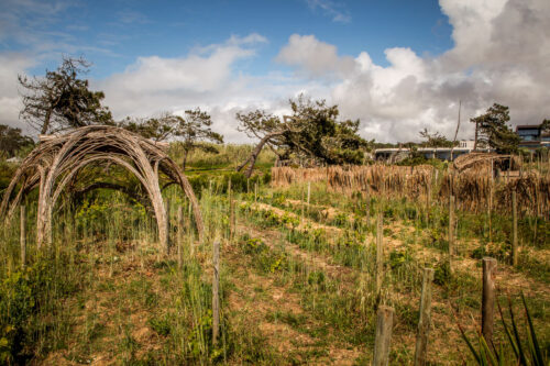 farm to table garden Areias do Seixo