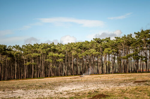 Areias do Seixo trees