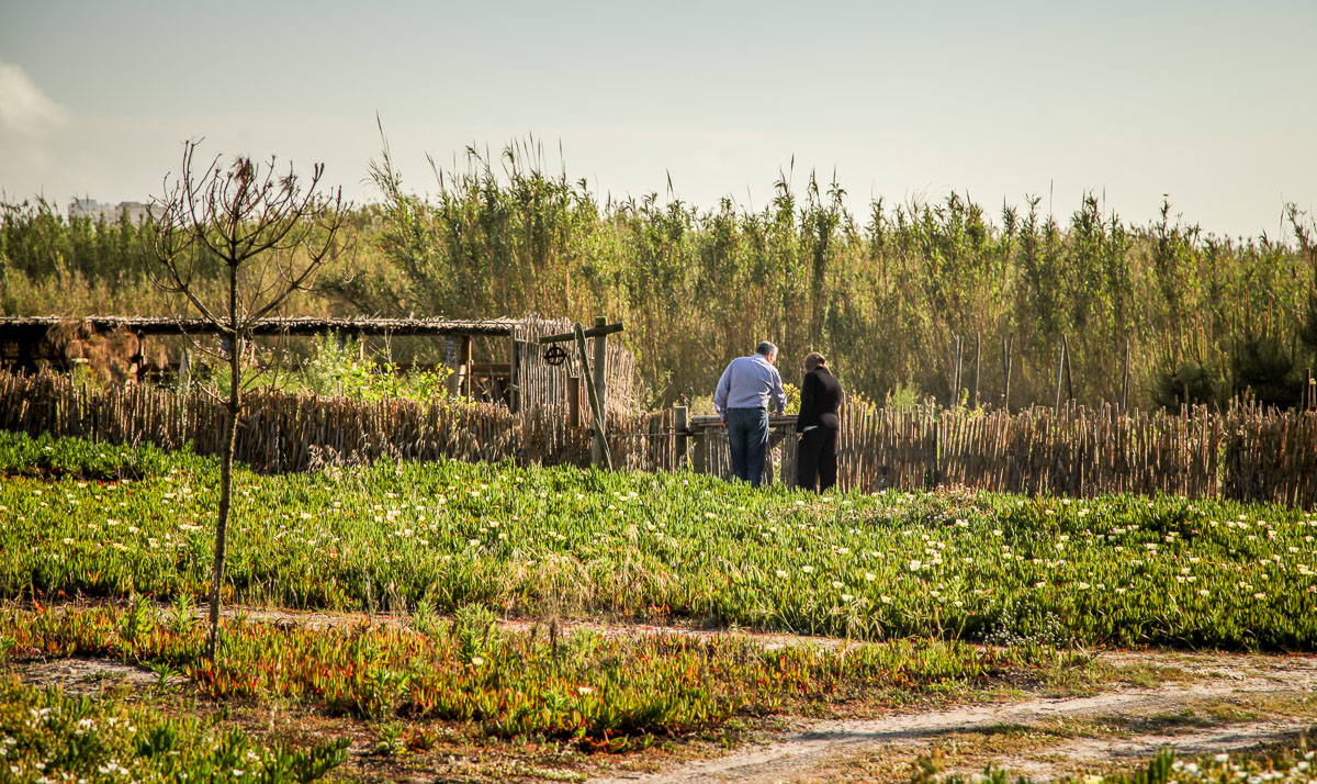 Areias do Seixo farm to table garden