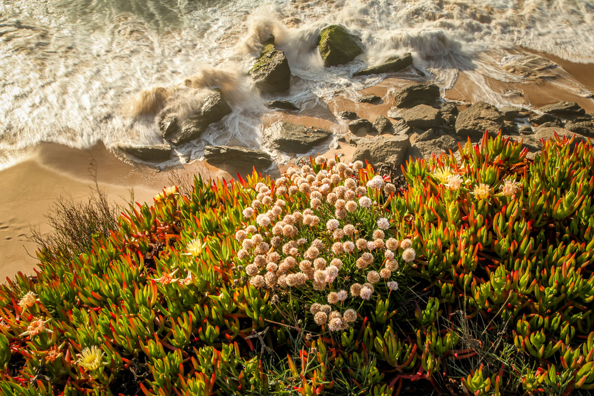 Areias do Seixo plants on coast