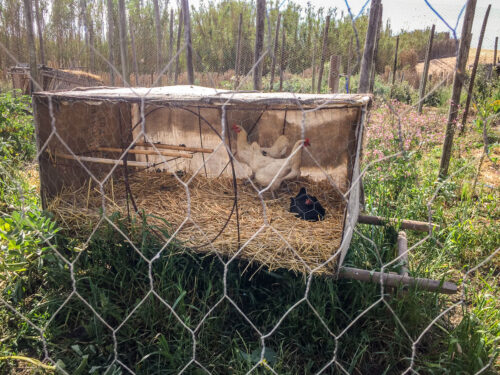 Areias do Seixo chicken coop